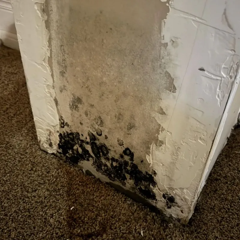Professional Mold Removal in Saint Clair, MI